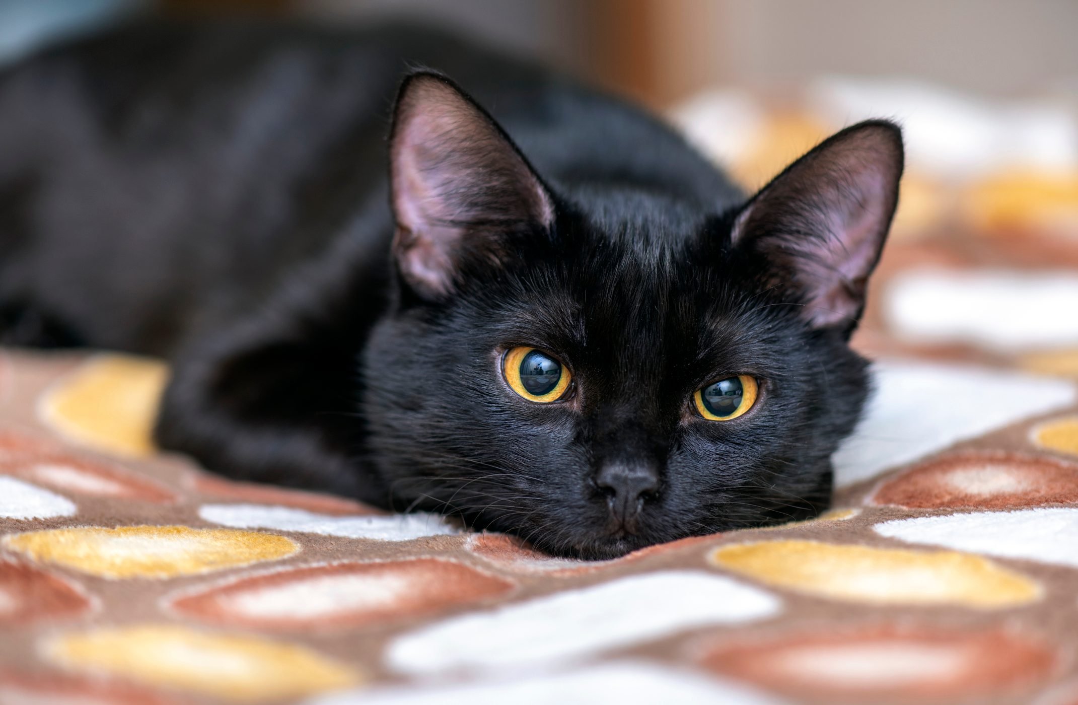 black cat laying on a blanket