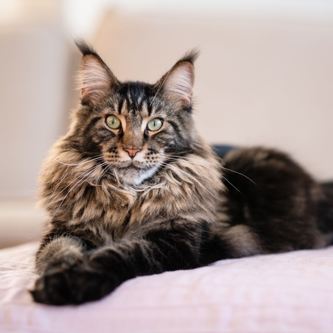 grey tabby maine coon cat staring at the camera