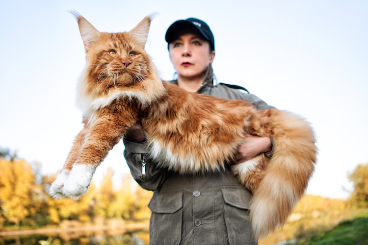 person holding up a giant ginger maine coon cat