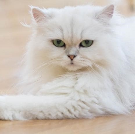 white persian cat staring at the camera