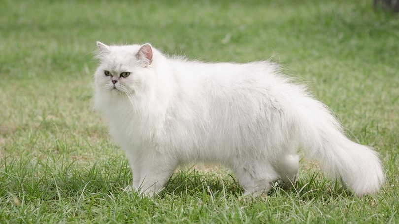 persian cat standing on grass