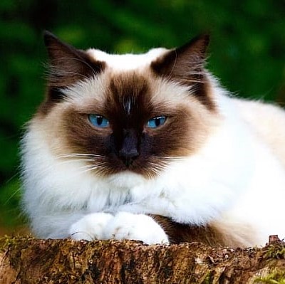 seal point ragdoll cat staring at the camera