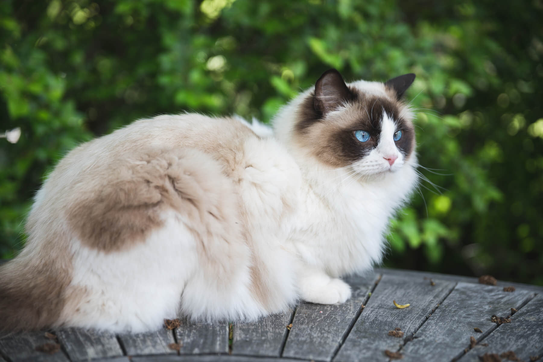 radoll cat sitting on a wooden table