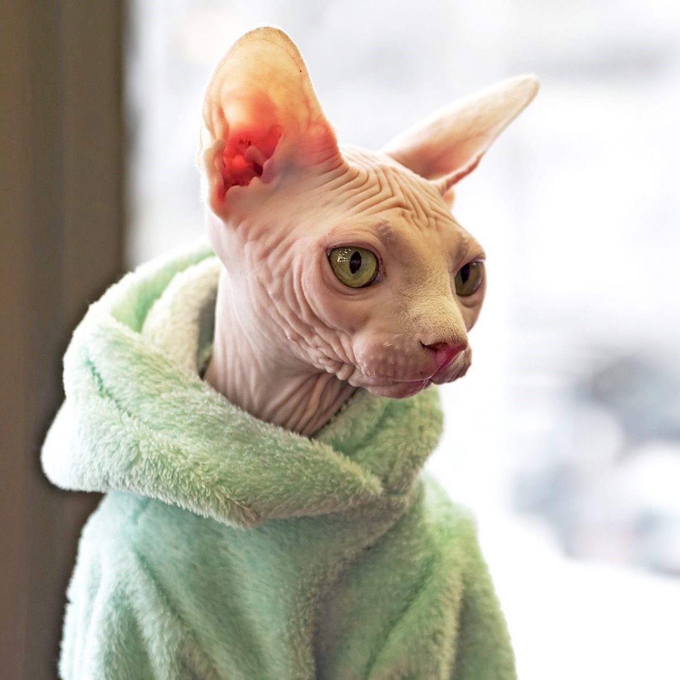 sphynx cat in a hoodie looking to the side