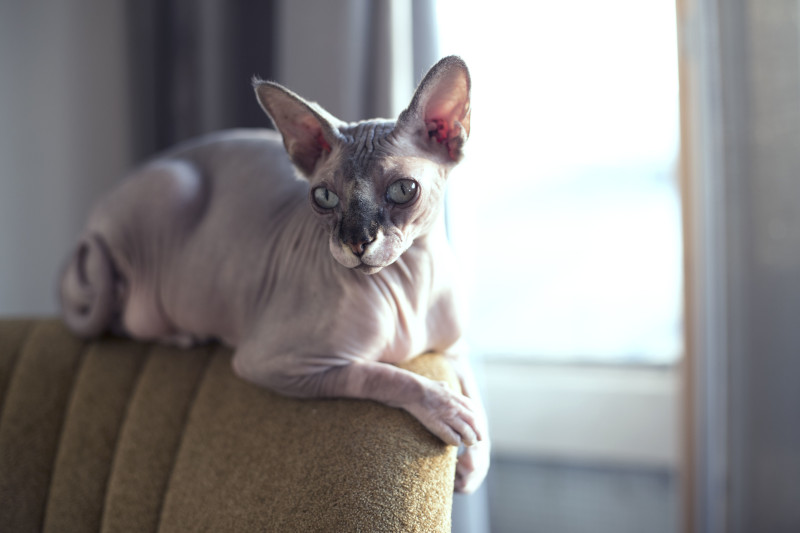 sphynx cat sitting on top of a chair